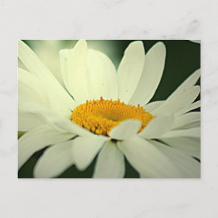 Postal Daisy Postcard