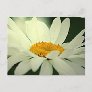 Postal Daisy Postcard