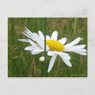Postal Daisy - Postcard