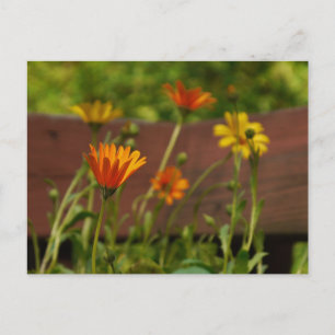Postal Daisy-Postcard
