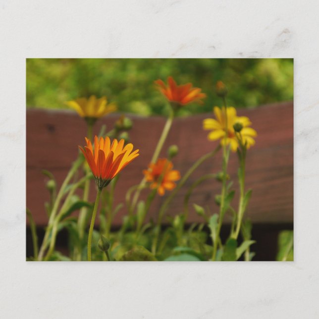 Postal Daisy-Postcard (Anverso)