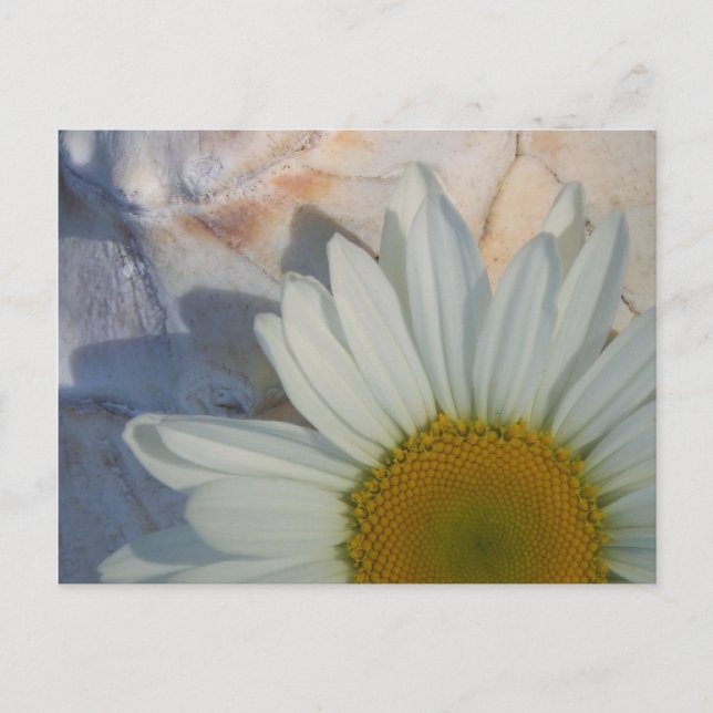Postal Daisy Postcard (Anverso)