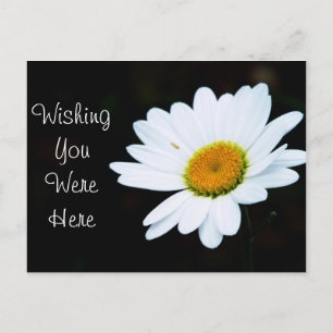 Postal Daisy Postcard - Personalizar It
