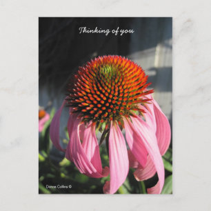 Postal Daisy rosa grande