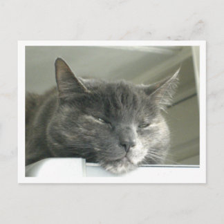 Postal Daisy Sleeping