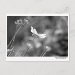 Postal Daisy solo - Postcard