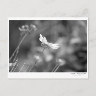 Postal Daisy solo - Postcard