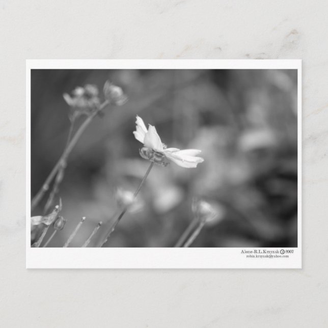 Postal Daisy solo - Postcard (Anverso)