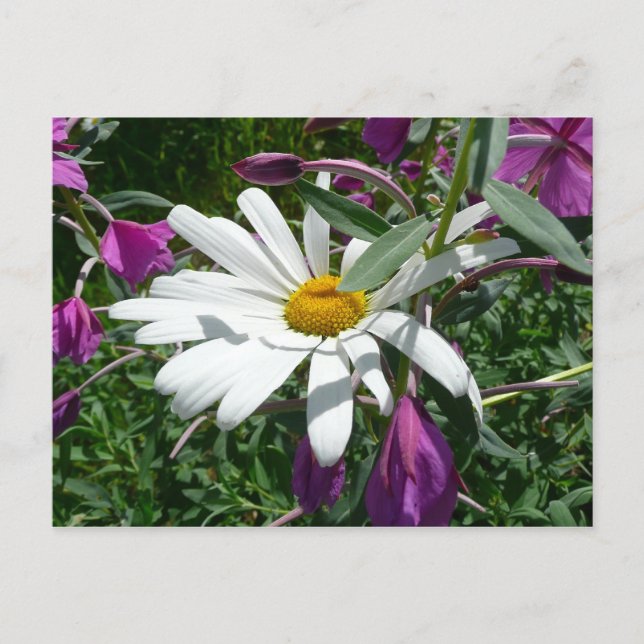Postal Daisy y Fireweed Wildflower (Anverso)