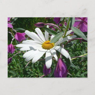 Postal Daisy y Fireweed Wildflower