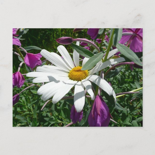 Postal Daisy y Fireweed Wildflower (Anverso)