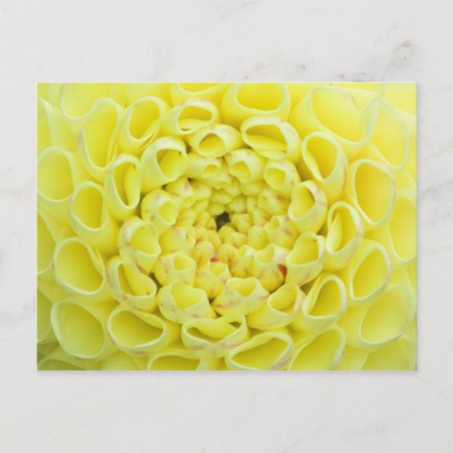 Postal Dalia (Anverso)