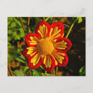 Postal Dalia, granja de dalias, Canby, Oregón, EE. UU. 1