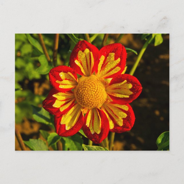 Postal Dalia, granja de dalias, Canby, Oregón, EE. UU. 1 (Anverso)