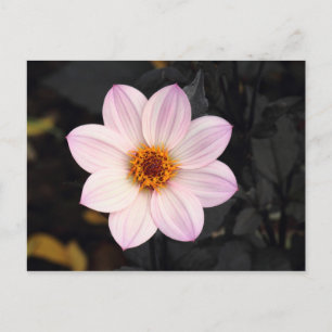 Postal Dalia Rosa
