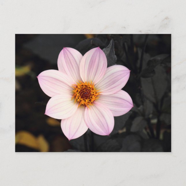 Postal Dalia Rosa (Anverso)