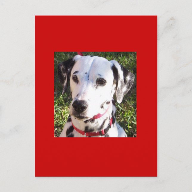 Postal dalmación (Anverso)