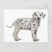 Dalmatia Perro Cachorro Hola, Gracias, Amor, Perdó