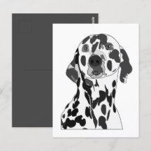Dalmatian Dog
