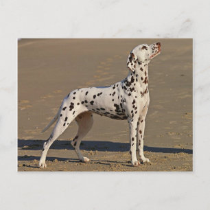 Postal dalmatian-full.png