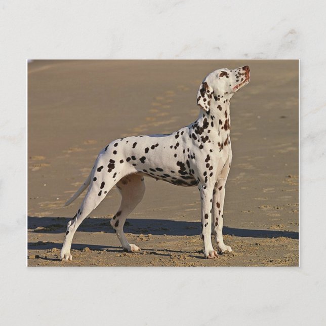 Postal dalmatian-full.png (Anverso)
