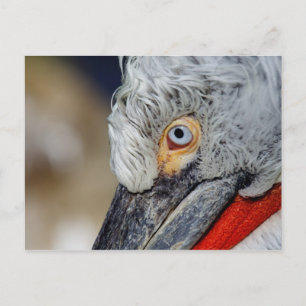 Postal Dalmatian Pelican