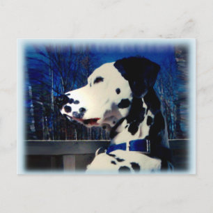 Postal Dalmatiana "Kelso" ~ Postcard