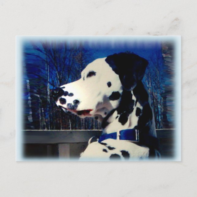 Postal Dalmatiana "Kelso" ~ Postcard (Anverso)