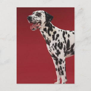 Postal Dalmatiano