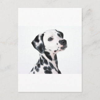 Postal Dalmatiano