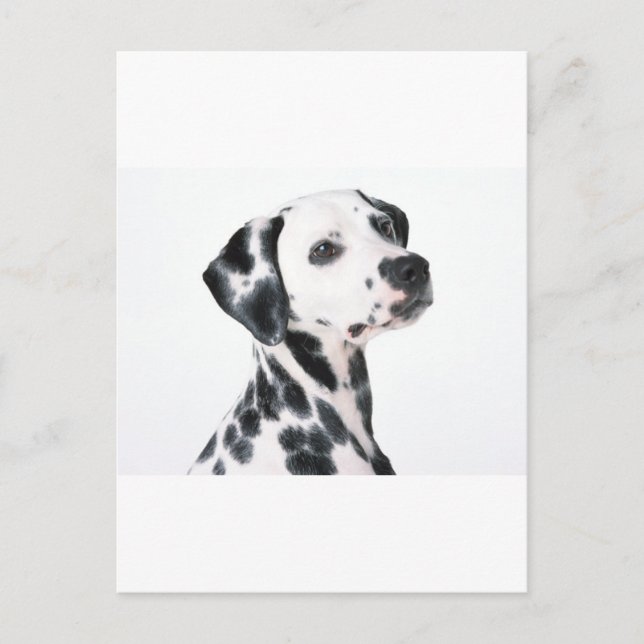 Postal Dalmatiano (Anverso)
