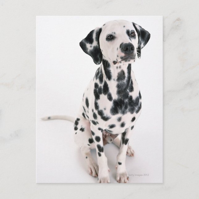Postal Dalmatiano (Anverso)