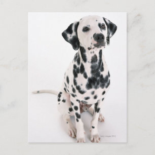 Postal Dalmatiano