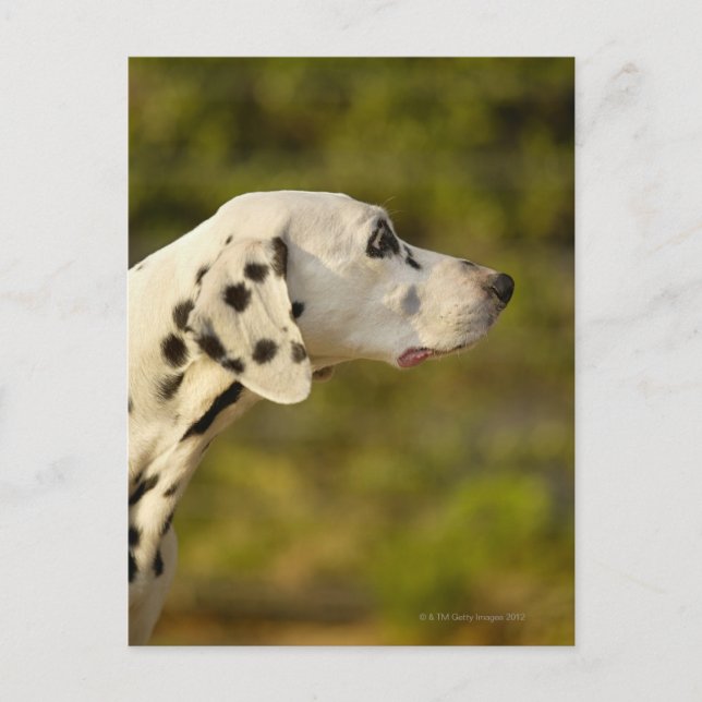 Postal Dalmatiano 4 (Anverso)