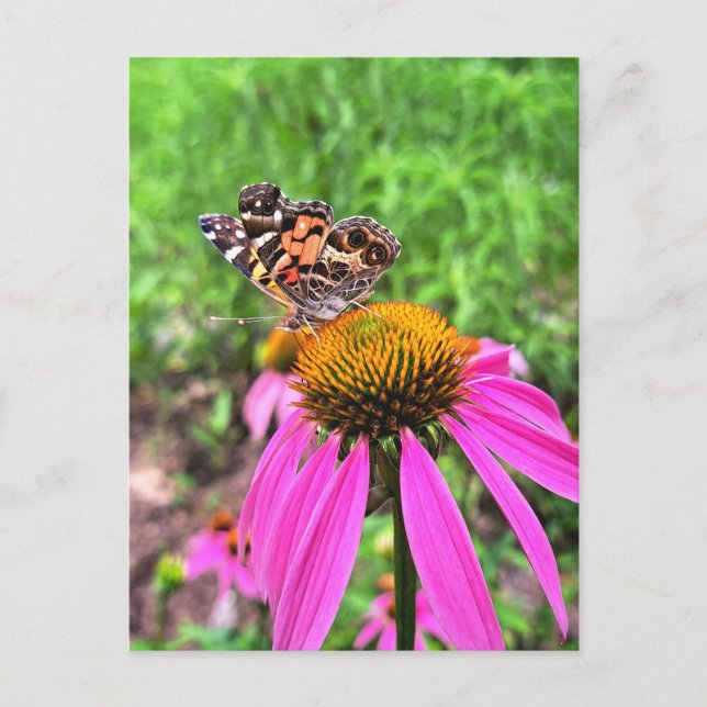 Postal Dama Americana (Anverso)