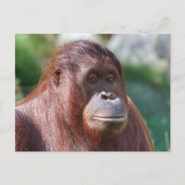 Postal Dama de Orangutan (Anverso)