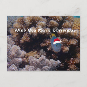 Postal Damselfish