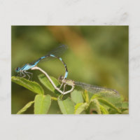 Damselflies Mating