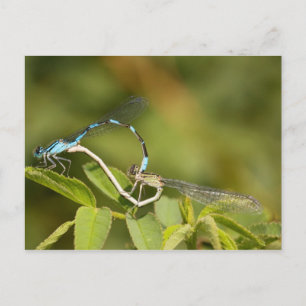 Postal Damselflies Mating