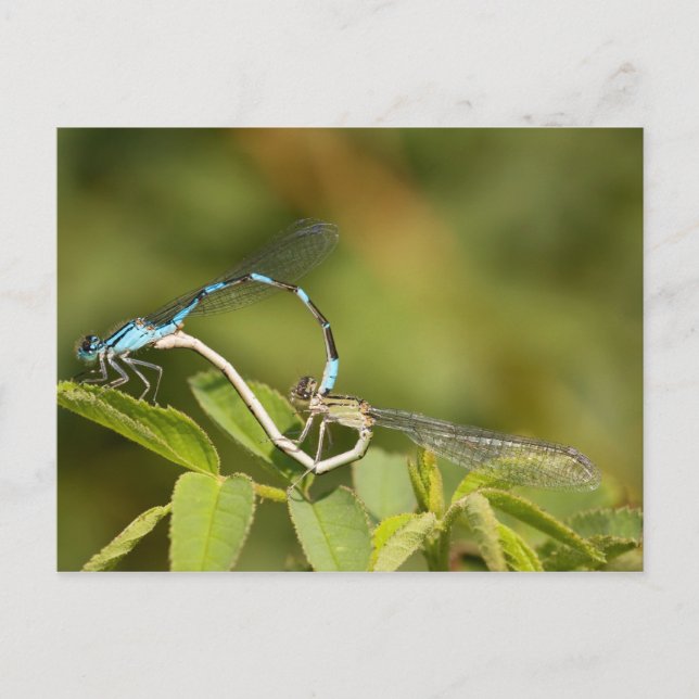 Postal Damselflies Mating (Anverso)