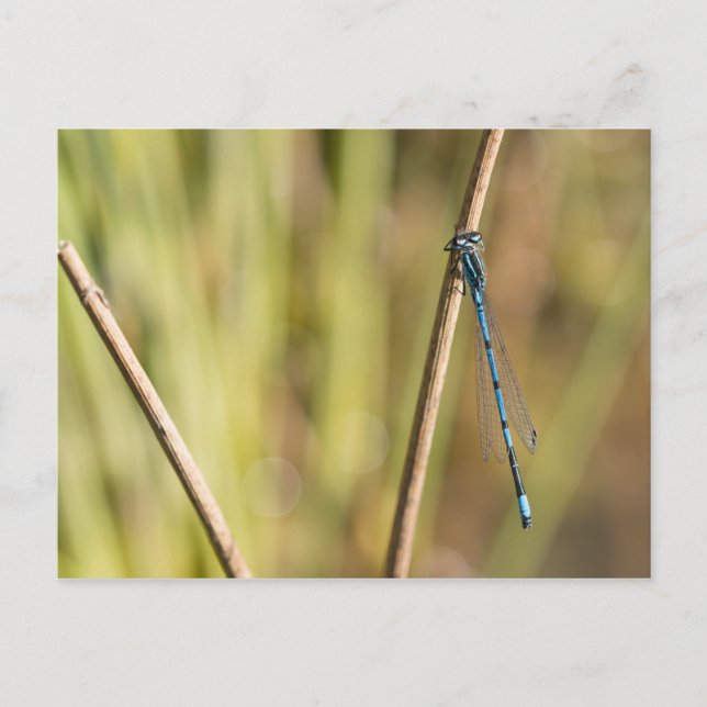 Postal Damselfly azul común (Anverso)