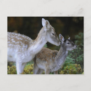 Postal Damwild, Dama dama, ciervo superficial, Hirschkalb