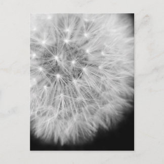 Postal Dandalion