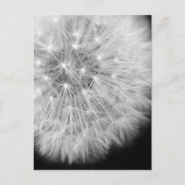 Postal Dandalion