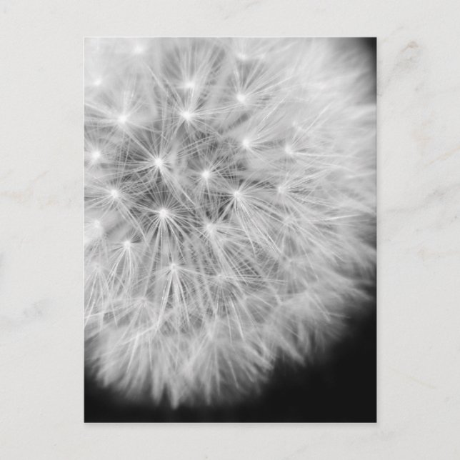 Postal Dandalion (Anverso)