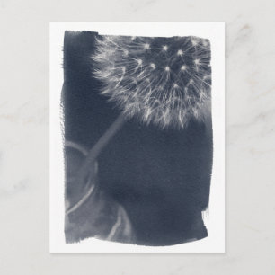 Postal Dandalion Coffee Cyanype