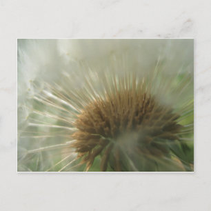 Postal dandelia
