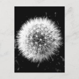 Postal Dandelia blanca y negra