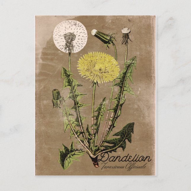 Postal Dandelia de estilo vintage (Anverso)