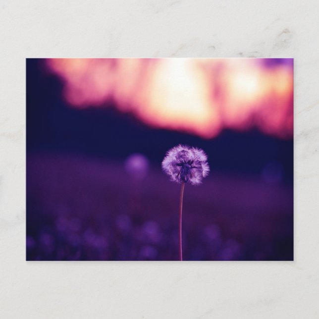 Postal Dandelion (Anverso)